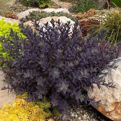 Sedum SunSparkler® Sapphire Tuffet