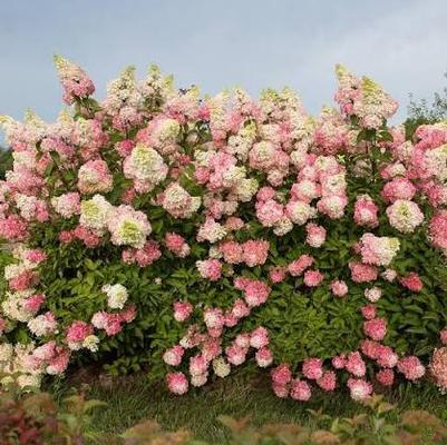 Hydrangea paniculata Berry White&reg;