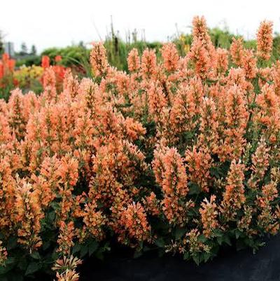 Agastache Peach Pearl