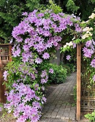 Clematis Nelly Moser