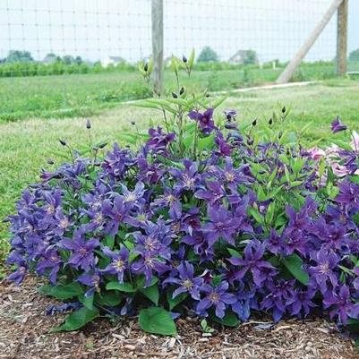 Clematis Sapphire Indigo&trade;