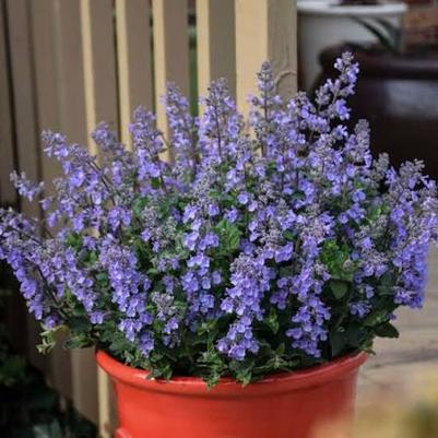 Nepeta Picture Purrfect