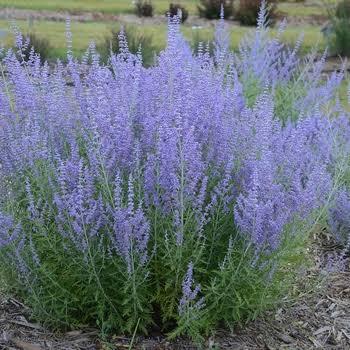 Perovskia atriplicifolia Zephyr&trade; Compact Blue