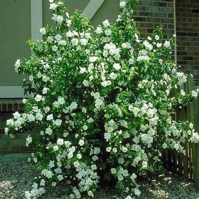 Philadelphus Swan Lake®