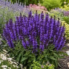 Salvia Noble Knight