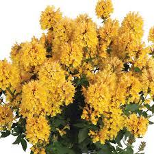 Agastache 'Honeysticks Gold' 