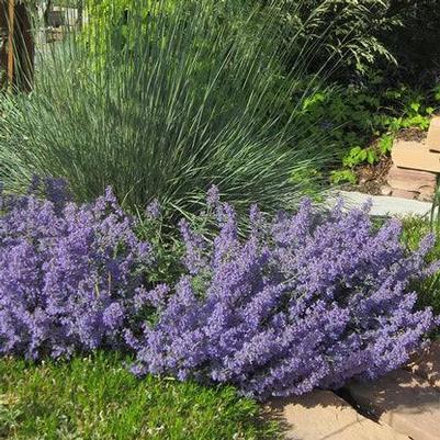 Nepeta 'Serene Frost' 
