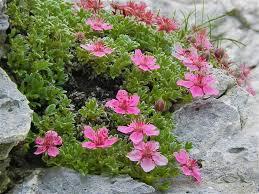 Potentilla f. Pink n' Pretty® 
