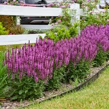 Salvia n. Noble Princess Pink 