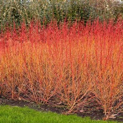 Cornus sanguinea Midwinter Fire