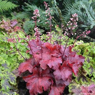 Heuchera Fire Alarm