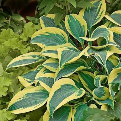 Hosta Shadowland&reg; Etched Glass
