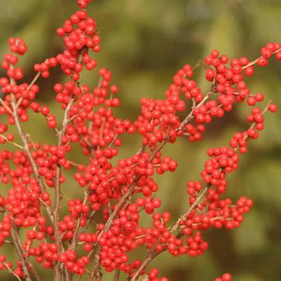 Ilex verticillata Berry Nice&reg;