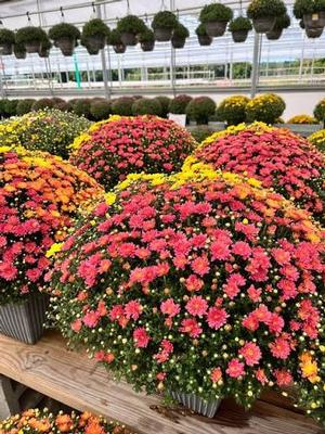 Mum 3-Color Combo 