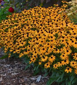 Rudbeckia Treasure Trove