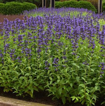 Nepeta subsessilis Prelude&trade; Purple