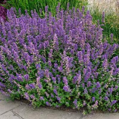 Nepeta grandiflora Summer Magic