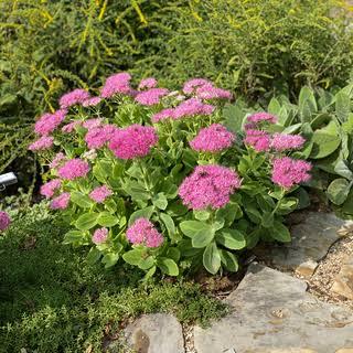 Sedum spectabile Neon