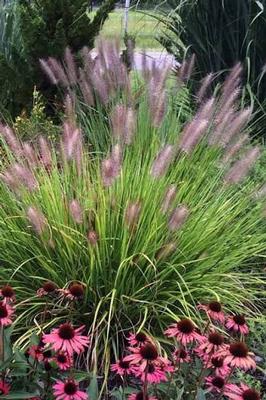 GR-Pennisetum Red Head 