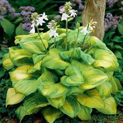 Hosta Guacamole