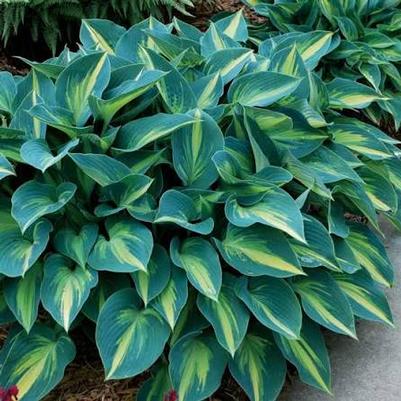 Hosta June