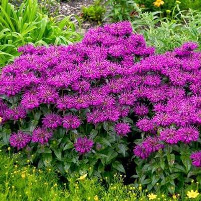 Monarda didyma Sugar Buzz&reg; Grape Gumball