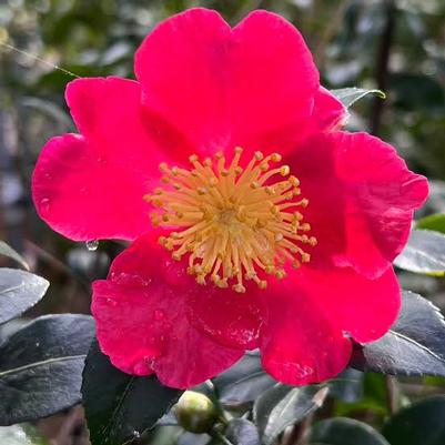 Camellia sasanqua Yuletide