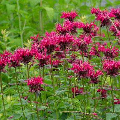 Monarda Raspberry Wine