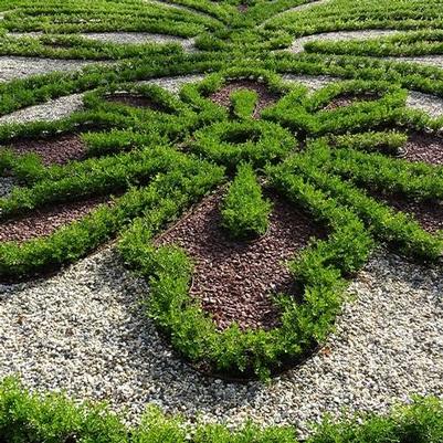 Buxus Better Boxwood® Babylon Babylon Beauty™