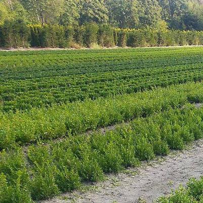 Buxus Better Boxwood® Renaissa Renaissance™