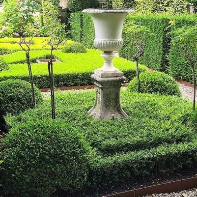 Buxus Better Boxwood® Skylight Skylight&trade;