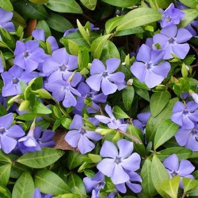 Vinca minor 'Dart's Blue' Dart's Blue