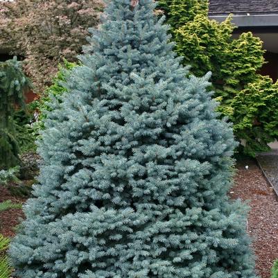 Picea pungens Sester Dwarf®