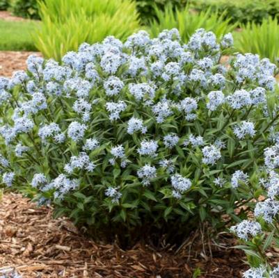 Amsonia Starstruck