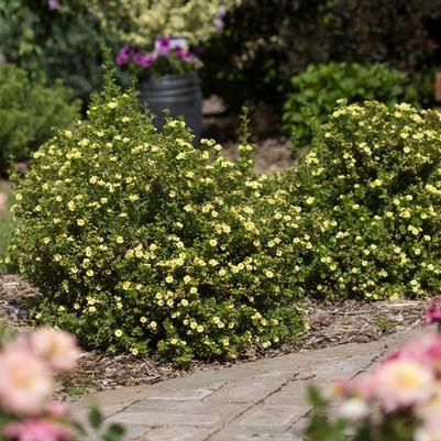 Potentilla fruticosa Lemon Meringue™