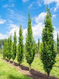 Quercus palustris Green Pillar®