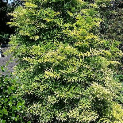Sambucus nigra Golden Tower