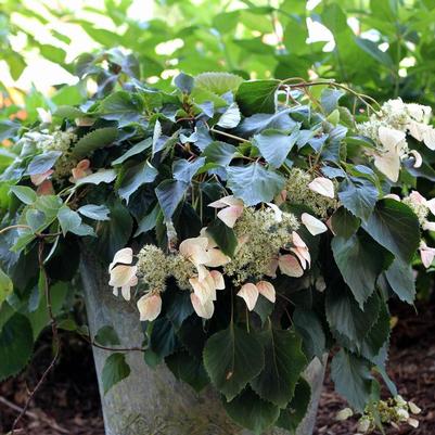 Schizophragma hydrangeoides Rose Sensation™