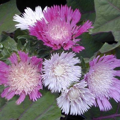 Stokesia laevis Color Wheel