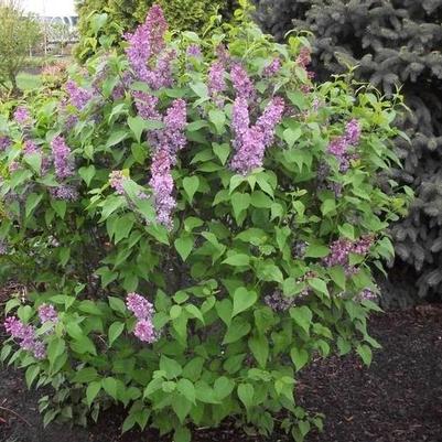 Syringa vulgaris Tiny Dancer™