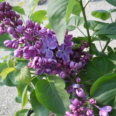Syringa vulgaris Yankee Doodle