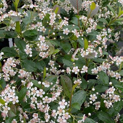 Aronia melanocarpa Low Scape Snowfire®