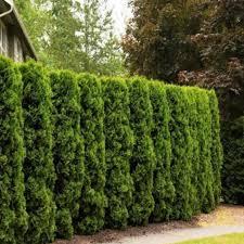 Thuja occidentalis Full Speed a Hedge®
