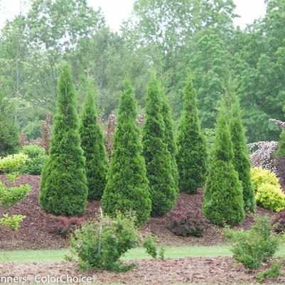 Thuja occidentalis North Pole®