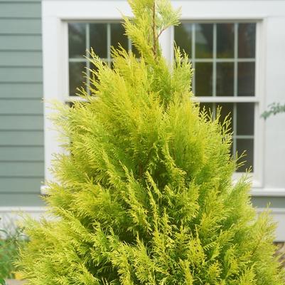Thuja plicata Fluffy®