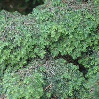 Tsuga canadensis Jeddeloh