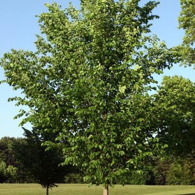Ulmus americana Princeton