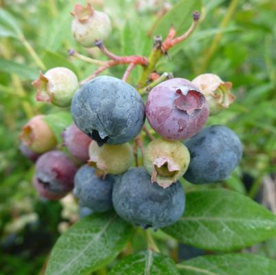 Vaccinium corymbosum Legacy
