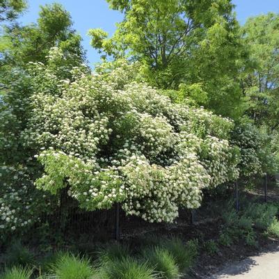 Viburnum dentatum Autumn Jazz®