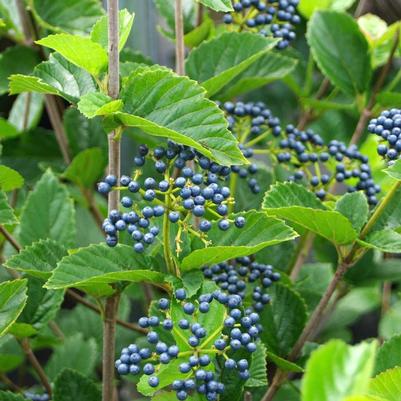 Viburnum dentatum Chicago Lustre®
